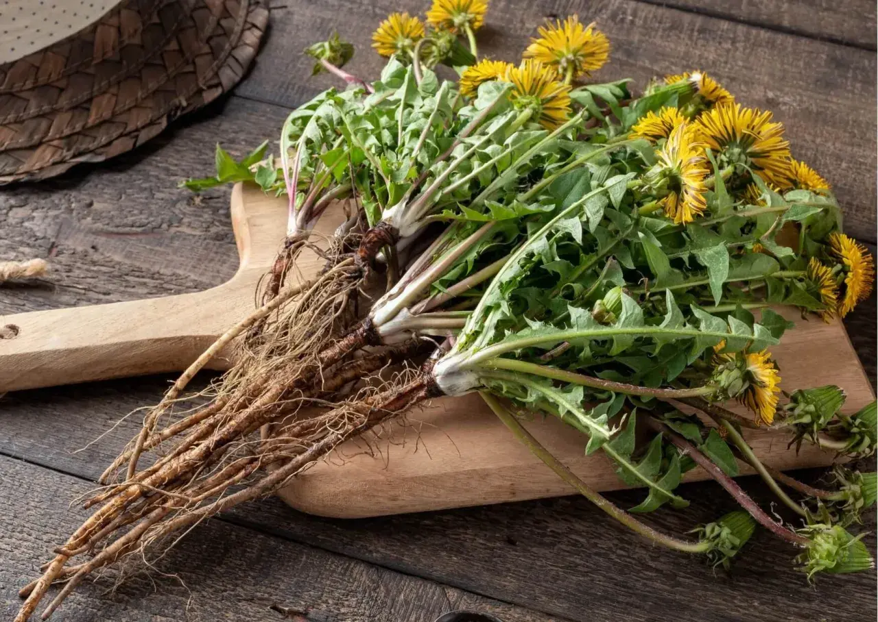 Un mazzo di dente di leone con fiori gialli e radici sporgenti su un tagliere di legno.