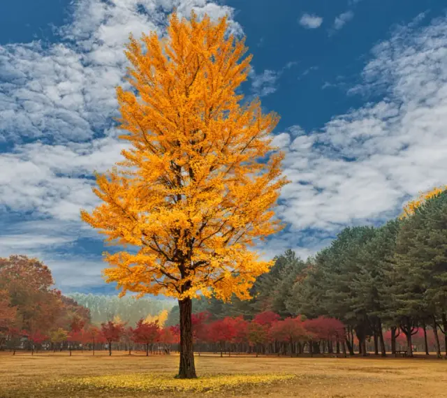 Un maestoso albero di ginkgo biloba splende con le sue foglie dorate sotto un cielo azzurro e nuvoloso, circondato da un bosco autunnale.