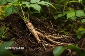 Radice di ginseng appena estratta dal terreno, con foglie verdi e un logo "Nutrition Pro". Si dice che il ginseng abbia notevoli ginseng effetti sessuali.