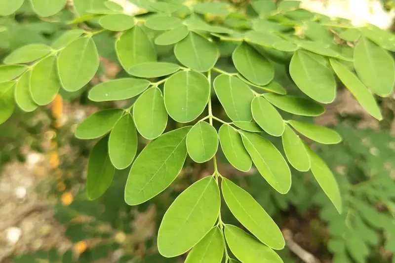 Foglie verdi di moringa, nota per le sue eccezionali proprietà benefiche.