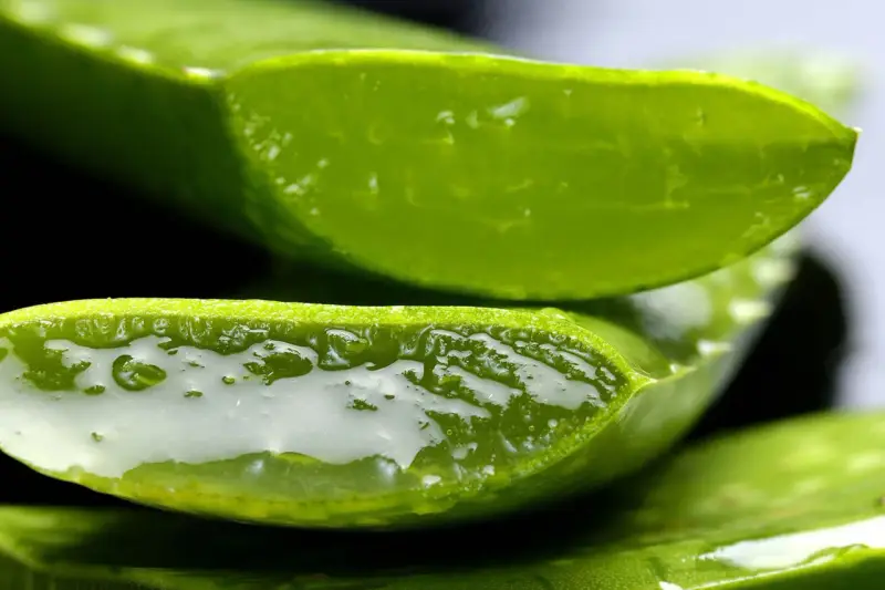 Gel trasparente e succoso di aloe vera, noto per a cosa fa bene: idratazione e sollievo per la pelle.
